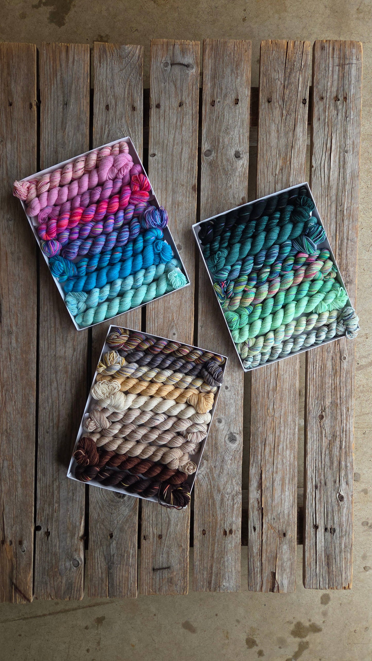 Koigu Wool Designs - Venation Shawl Kits - Pencil Boxes x Ambah LYS Day 2025