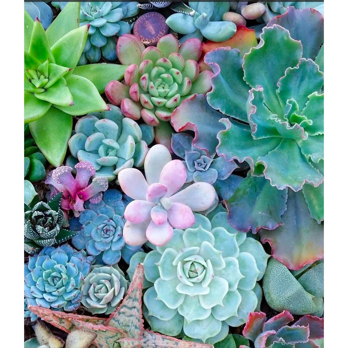 AriYARN Shop and Studio Advent Calendar Gift Box Featuring Assorted Colorful Succulents in Various Shapes